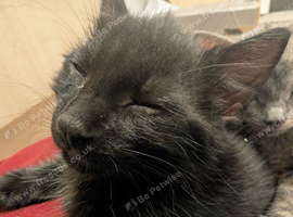 2 beautiful kittens left looking for their forever home.