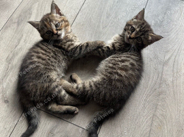 Mix between British shorthair and tabby cat