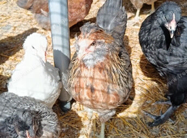 Pure bred pullets