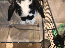 Neutered males ready to bond