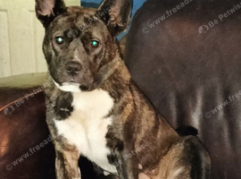 18 month old mixed breed