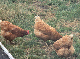 3  2  year old chickens