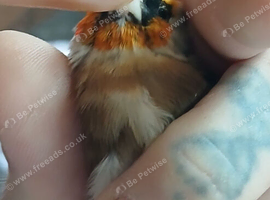 PEATHROAT GOLDFINCH MALE
