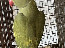 Male ring Neck DNA