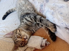 Kitten
