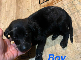 Belgian maligrey