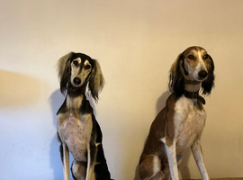 Beautiful KC registered puppies