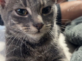 Grey Tabby Kitten &ndash; 5 Months Old