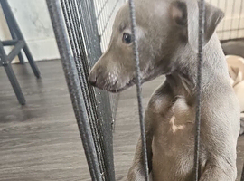 whippet puppy's for sale