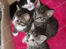 Kittens