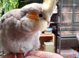 Tame Baby Cockatiel