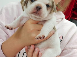 French bulldog x Show cocker spaniel