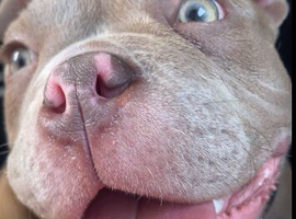 Beautiful bulldog for sale