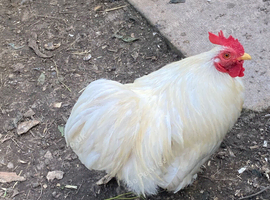 Bantam cockerels in need of new homes