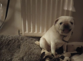 Pug