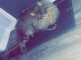 Persian