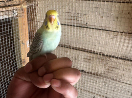 Baby budgies for sale  &pound;40 each collection mk404nn