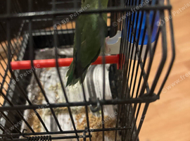 Parrotlet female for sale in London