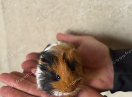 2 x sheltie boars