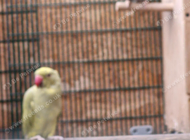 Breeding pair
