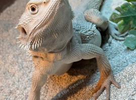 Hypo Zero Male Bearded dragon