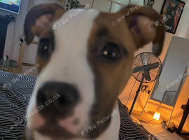 6 month old American Bulldog male puppy