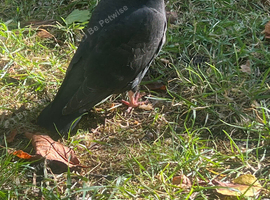 Racing pigeons