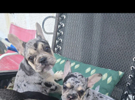 3 French Bulldog puppies left