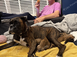 Gorgeous chunky red girl boxer puppies