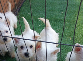 WEST HIGHLAND TERRIER PUPS REGISTERED