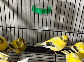 Border canaries