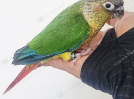 Baby conure with new cage