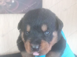 Old school german rottweiler puppies