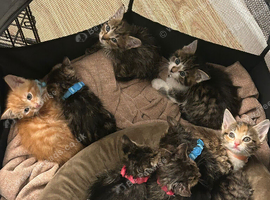 Beautiful kittens available