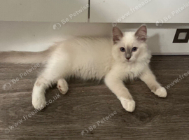 Gorgeous ragdoll kittens ready now