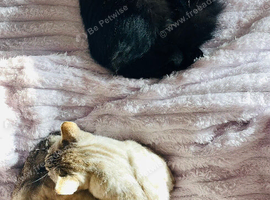 2 Female cats - mother and daughter (Bengal & Mixed Breed)