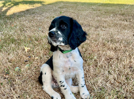 Springer Spaniel Puppies