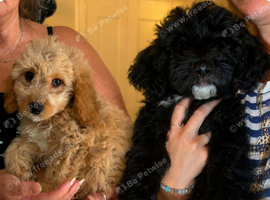 F1b cockapoo puppies