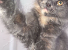 stunning XL full Maine coon kittens