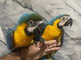 Friendly Baby HandReared Super Tame Cuddly Blue & Gold Macaw Parrot,23