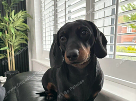 Dachshund puppy 8 weeks old