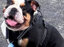 BLACK TRI ENGLISH BULLDOG STUD