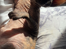 6 Year Old Loving Sphynx Girl