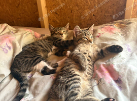 2 kittens for sale