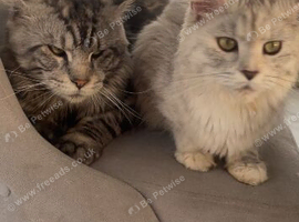 Mainecoon kittens for sale