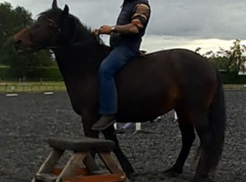 Irish draught cross Highland mare 6 yrs old