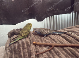 2 beautiful budgies really friendly