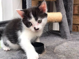 Beautiful kitten for sale
