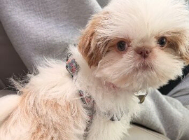 KC Imperial Shih Tzu female puppy