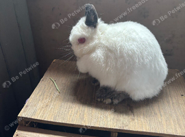 Trio of himi Netherland dwarfs
